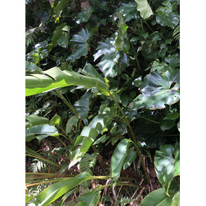 Picture Guadeloupe La Grande Soufriere 2021-02 39 - Photo La Grande Soufriere