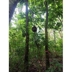 Picture Costa Rica Montezuma 2015-03 141 - Picture Montezuma