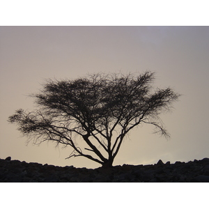 Picture Sultanate of Oman Buraimi to Sohar road 2005-03 32 - Visit Buraimi to Sohar road