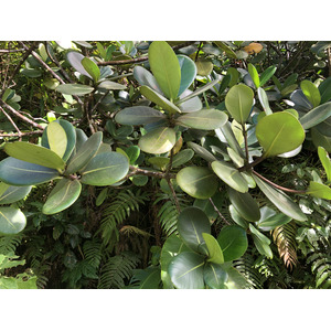 Picture Guadeloupe La Grande Soufriere 2021-02 78 - Views La Grande Soufriere