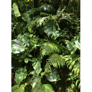 Picture Guadeloupe La Grande Soufriere 2021-02 13 - Sightseeing La Grande Soufriere
