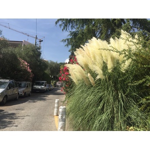Picture France Vence 2017-08 4 - Photo Vence
