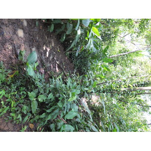 Picture Panama Bastimentos 2015-03 45 - Road Bastimentos