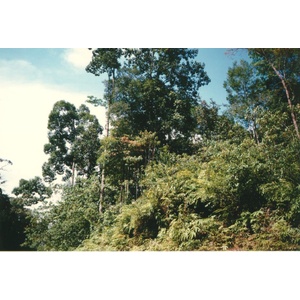 Picture Malaysia 1994-02 8 - Pictures Malaysia
