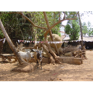 Picture India Goa 2003-05 60 - Arambol Goa