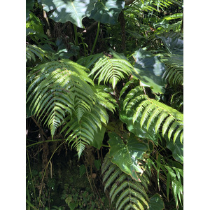 Picture Guadeloupe La Grande Soufriere 2021-02 50 - Travel La Grande Soufriere