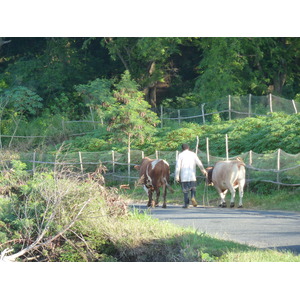 Picture Fiji Nadi to Sigatoka road 2010-05 5 - Visit Nadi to Sigatoka road