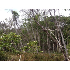 Picture Costa Rica Montezuma 2015-03 410 - Sight Montezuma