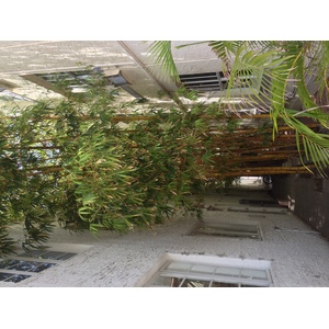 Picture United States Miami Beach 2015-03 97 - Trail Miami Beach