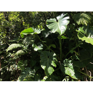 Picture Guadeloupe La Grande Soufriere 2021-02 62 - Pictures La Grande Soufriere