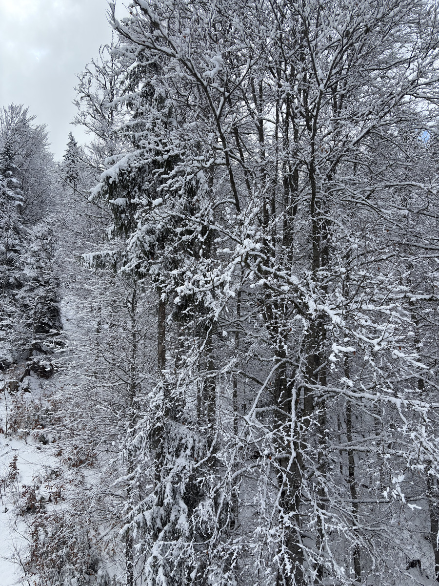 Picture France Praz sur Arly 2025-02 82 - Night Praz sur Arly