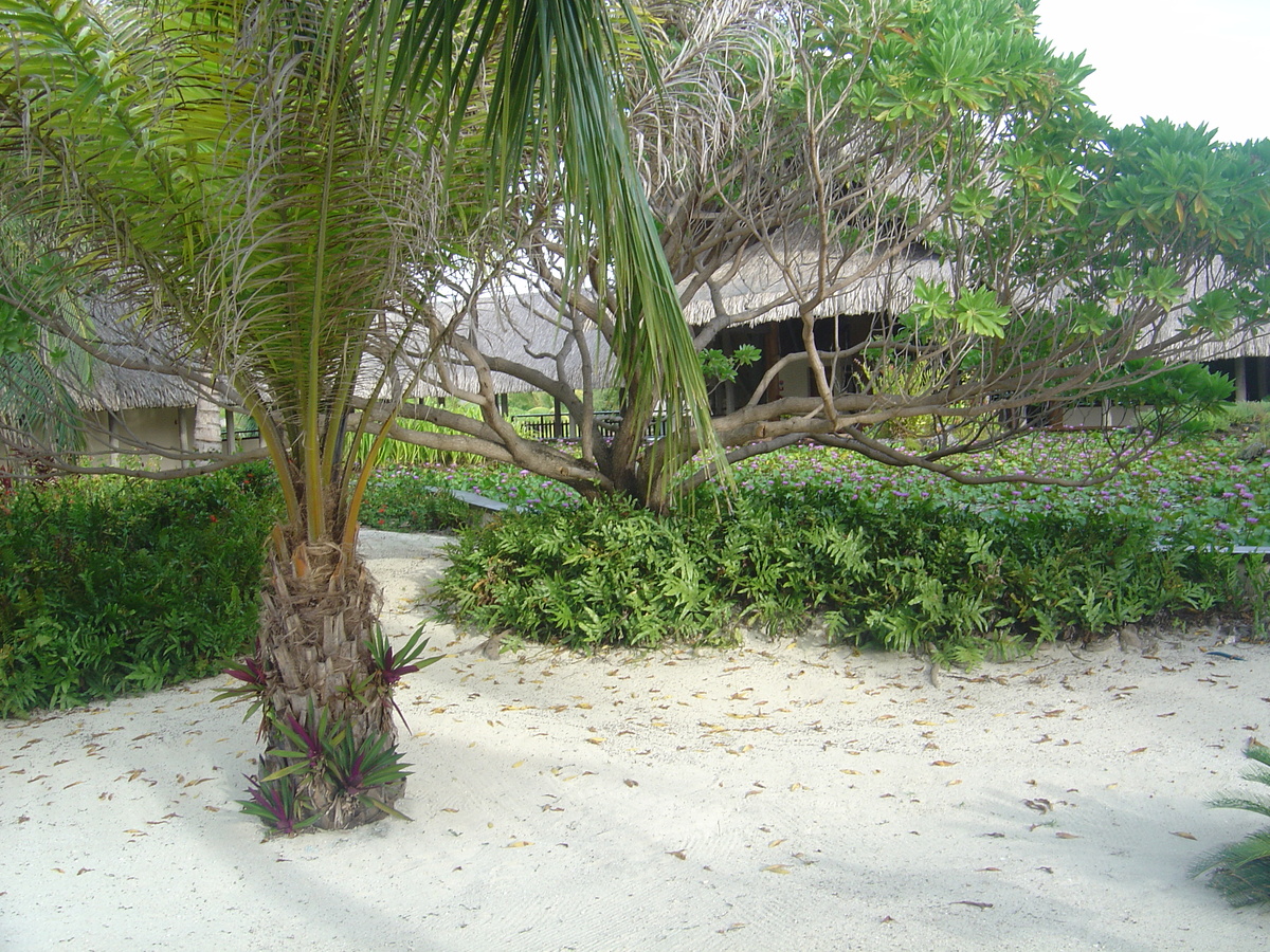 Picture Polynesia Meridien Bora Bora Hotel 2006-04 70 - Street Meridien Bora Bora Hotel