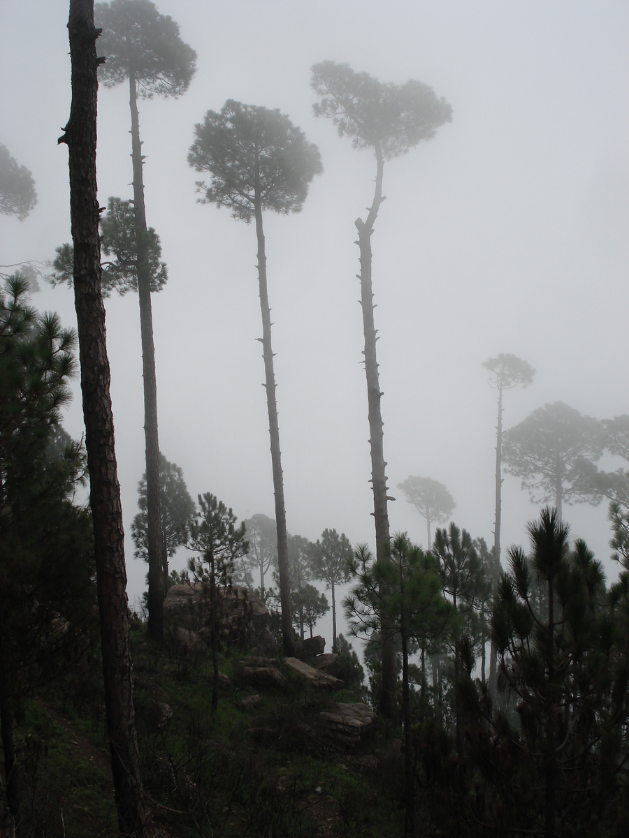 Picture Pakistan Murree 2006-08 156 - SPA Murree
