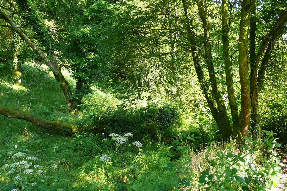 Picture France Huelgoat 2007-08 21 - Lakes Huelgoat