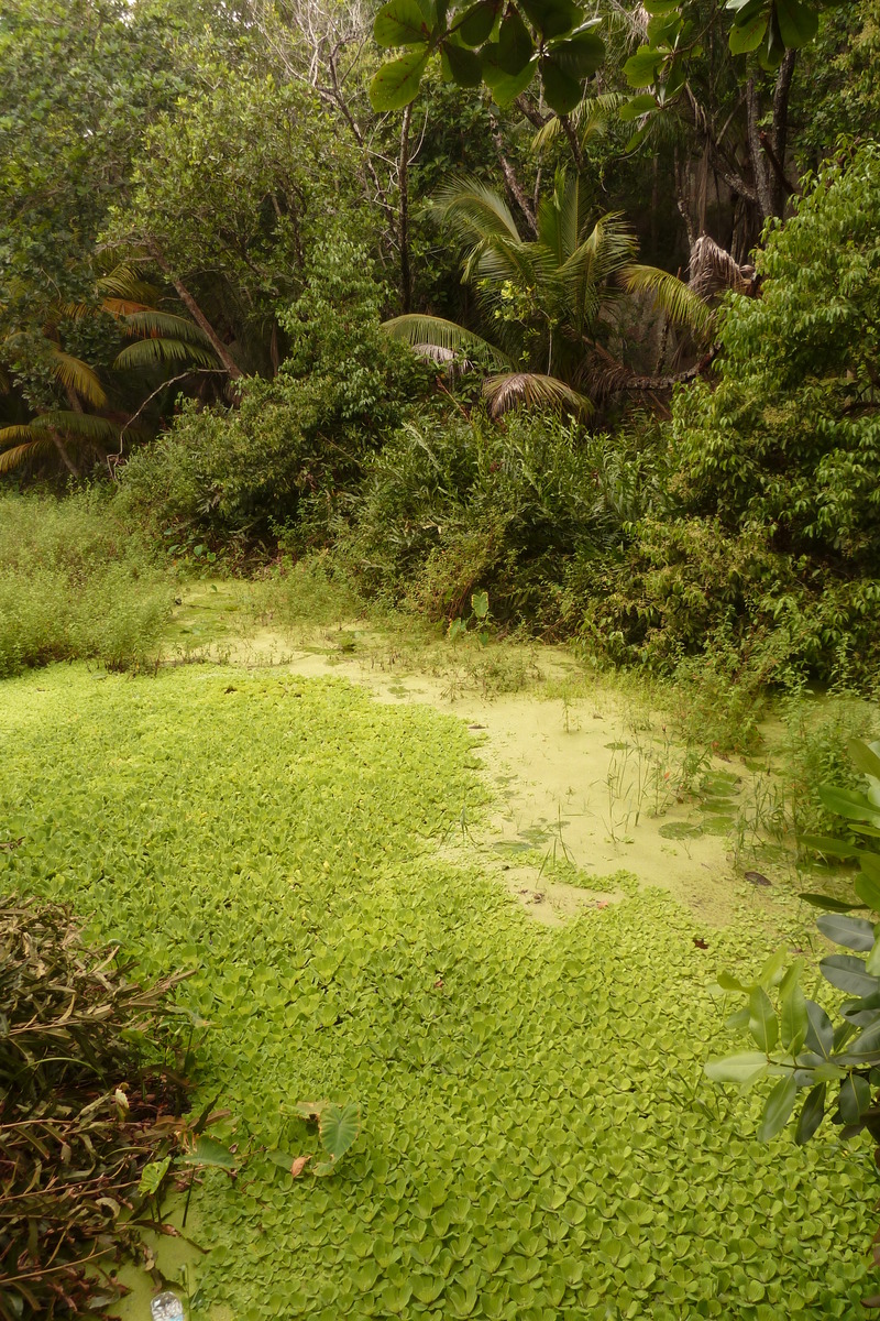 Picture Seychelles La Digue 2011-10 25 - SPA La Digue