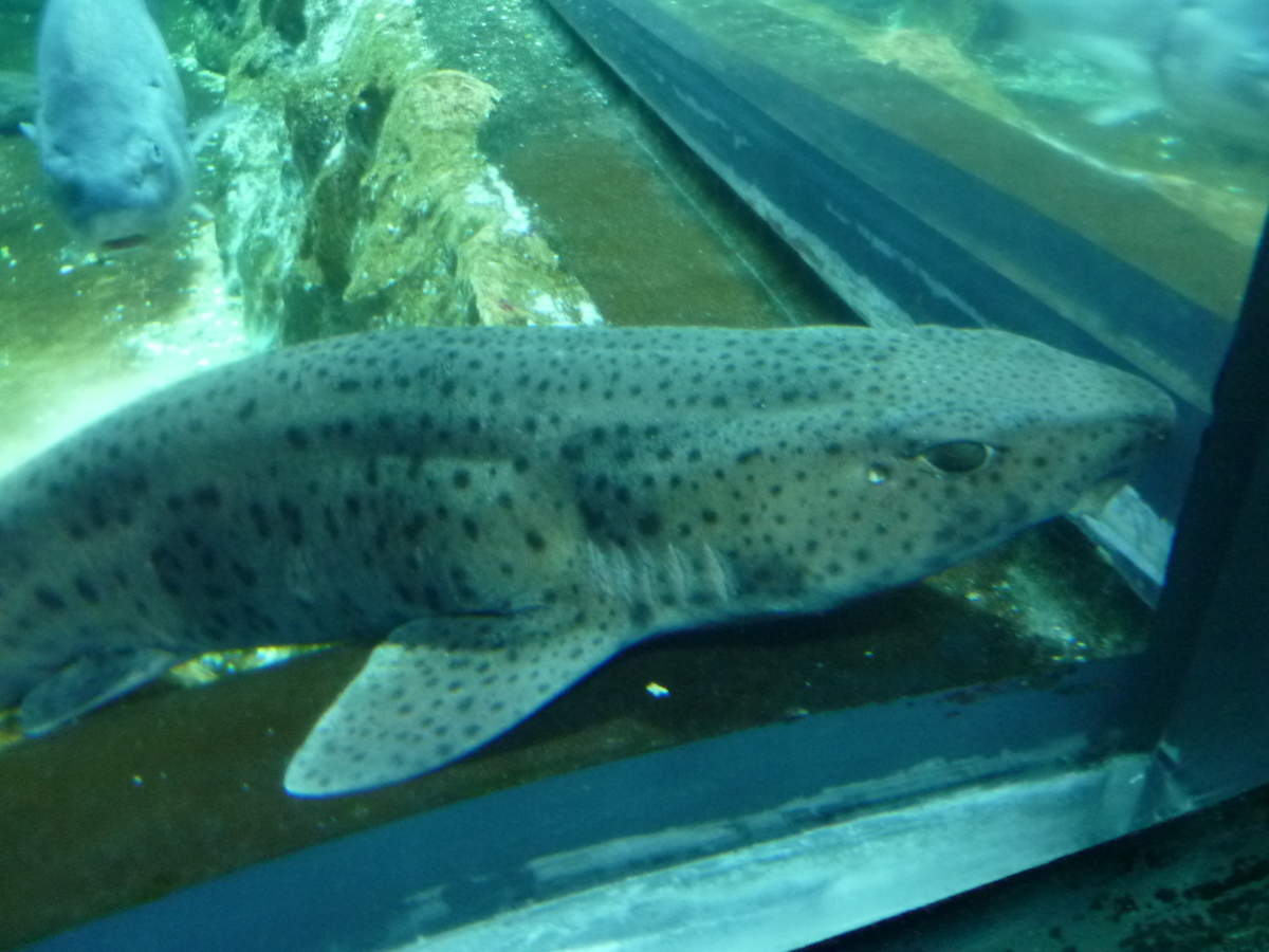 Picture France Le Croisic Ocearium 2009-10 2 - Winter Ocearium