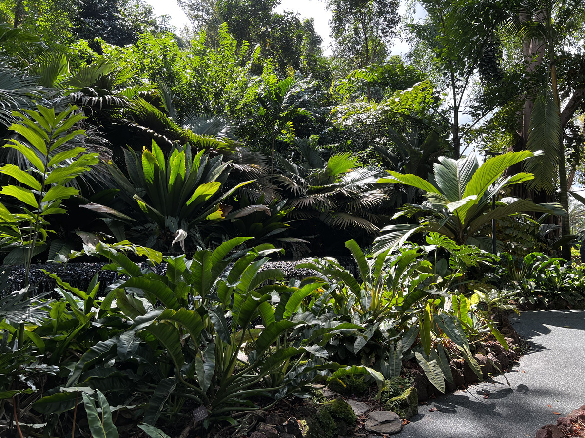Picture Singapore Singapore Botanic Gardens 2023-01 25 - Lakes Singapore Botanic Gardens