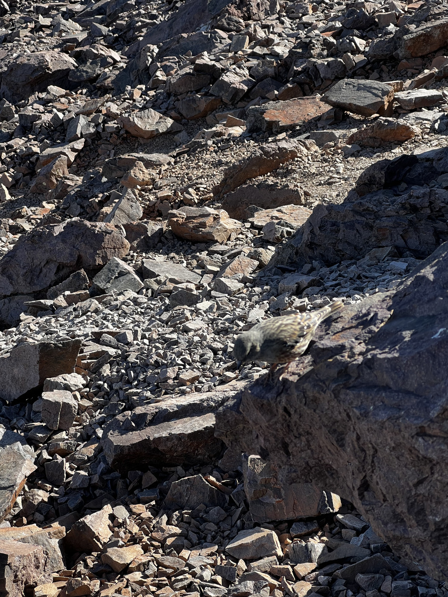 Picture France Corsica Monte Cinto 2023-10 228 - Cost Monte Cinto