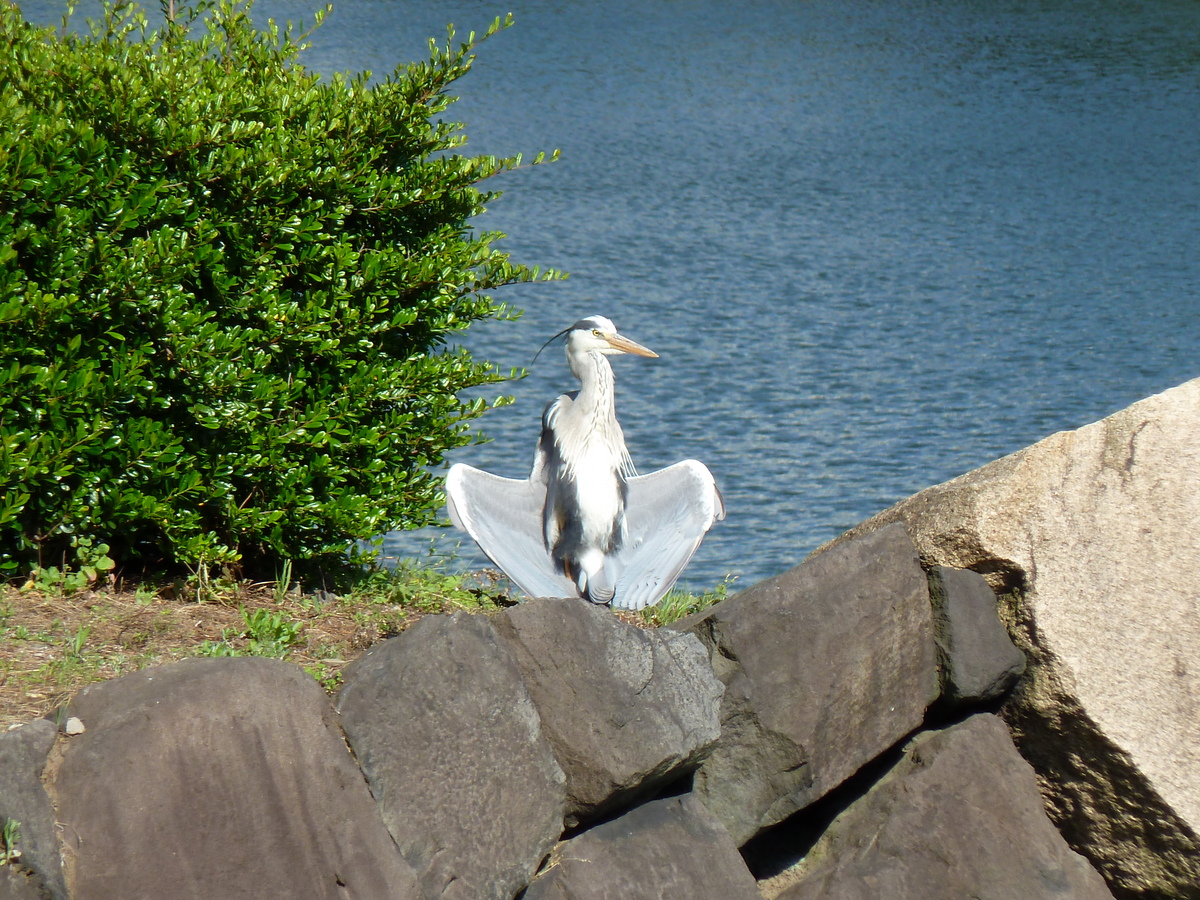 Picture Japan Tokyo Imperial Palace 2010-06 100 - Waterfalls Imperial Palace