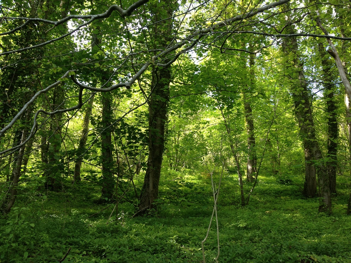 Picture France Lyons La Foret 2014-05 59 - Summer Lyons La Foret