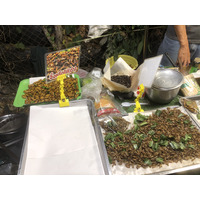 Picture Thailand Chiang Mai Nong Buak Haad Public Park 2024-01 29 - Hotel Nong Buak Haad Public Park