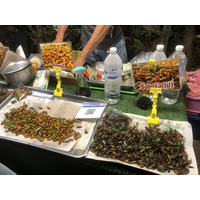 Picture Thailand Chiang Mai Nong Buak Haad Public Park 2024-01 55 - Weather Nong Buak Haad Public Park