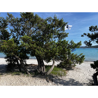 Picture France Corsica San Cyprien Bay 2024-05 3 - Restaurant San Cyprien Bay