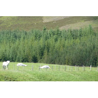 Picture United Kingdom Cairngorms National Park 2011-07 49 - City Sight Cairngorms National Park