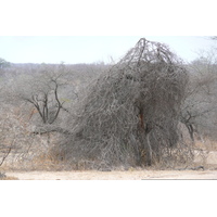 Picture South Africa Kruger National Park 2008-09 3 - Hot Season Kruger National Park