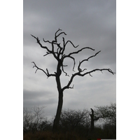 Picture South Africa Kruger National Park 2008-09 112 - Rain Season Kruger National Park