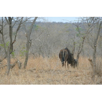 Picture South Africa Kruger National Park 2008-09 70 - Land Kruger National Park