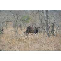 Picture South Africa Kruger National Park 2008-09 89 - Streets Kruger National Park