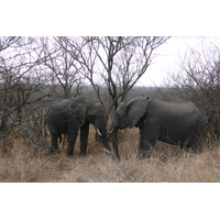 Picture South Africa Kruger National Park 2008-09 171 - City Kruger National Park