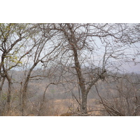 Picture South Africa Kruger National Park 2008-09 35 - Rain Season Kruger National Park