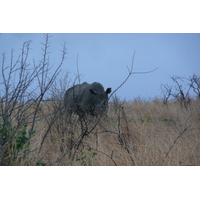 Picture South Africa Kruger National Park 2008-09 151 - Street Kruger National Park