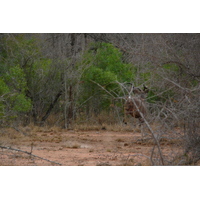 Picture South Africa Kruger National Park 2008-09 117 - Hot Season Kruger National Park