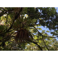 Picture Guadeloupe La Grande Soufriere 2021-02 63 - Price La Grande Soufriere