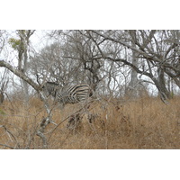 Picture South Africa Kruger National Park 2008-09 43 - Rooms Kruger National Park