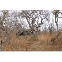 Picture South Africa Kruger National Park 2008-09 62 - Hotel Kruger National Park