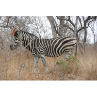 Picture South Africa Kruger National Park 2008-09 81 - To see Kruger National Park