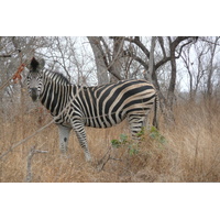 Picture South Africa Kruger National Park 2008-09 64 - City Kruger National Park