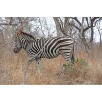 Picture South Africa Kruger National Park 2008-09 82 - Rain Season Kruger National Park