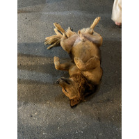 Picture Thailand Pai 2024-12 15 - Saving Pai