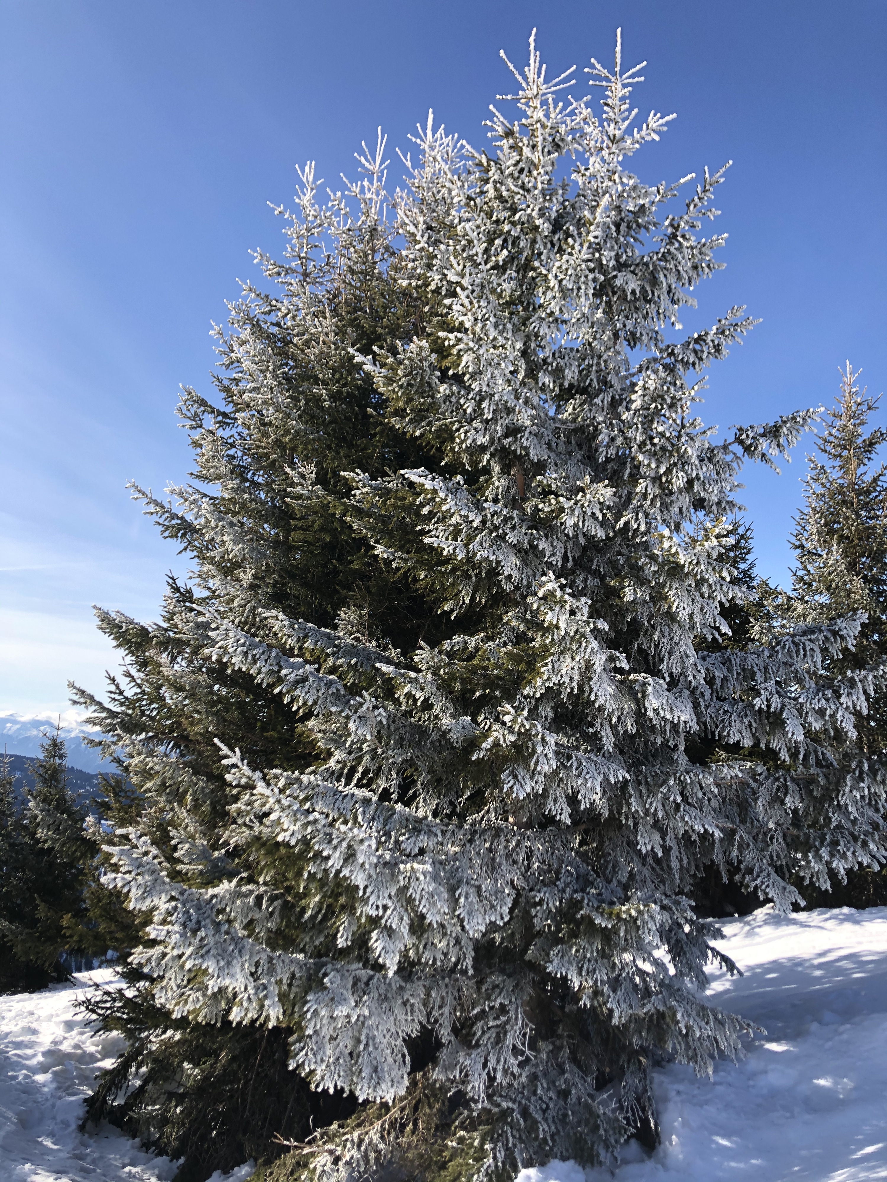 照片 法国(France) 阿尔利河畔普拉(Praz sur Arly) 2019-12 49