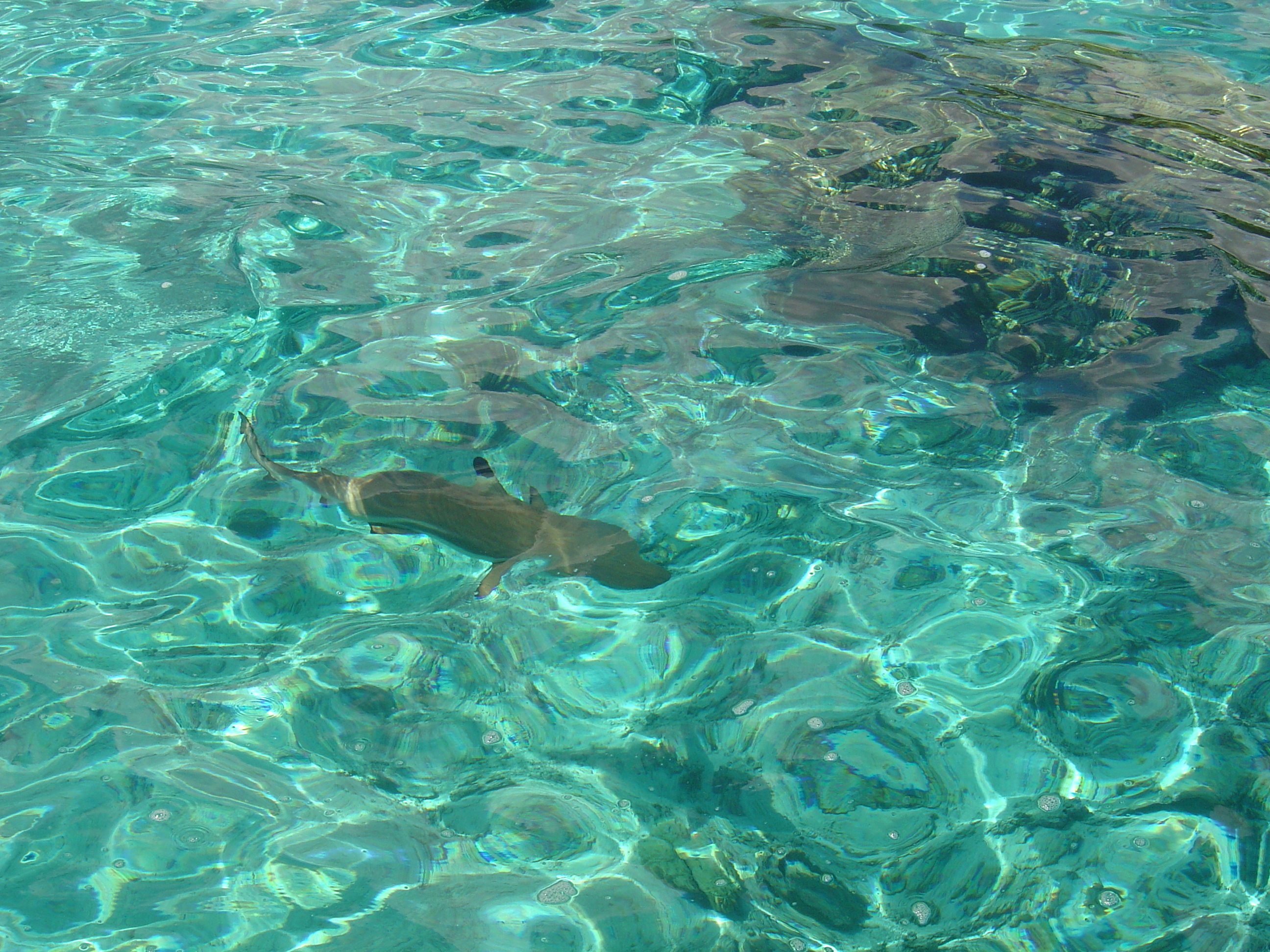 照片 波利尼西亚(Polynesia) 莫雷阿岛(Moorea) 2006-04 95