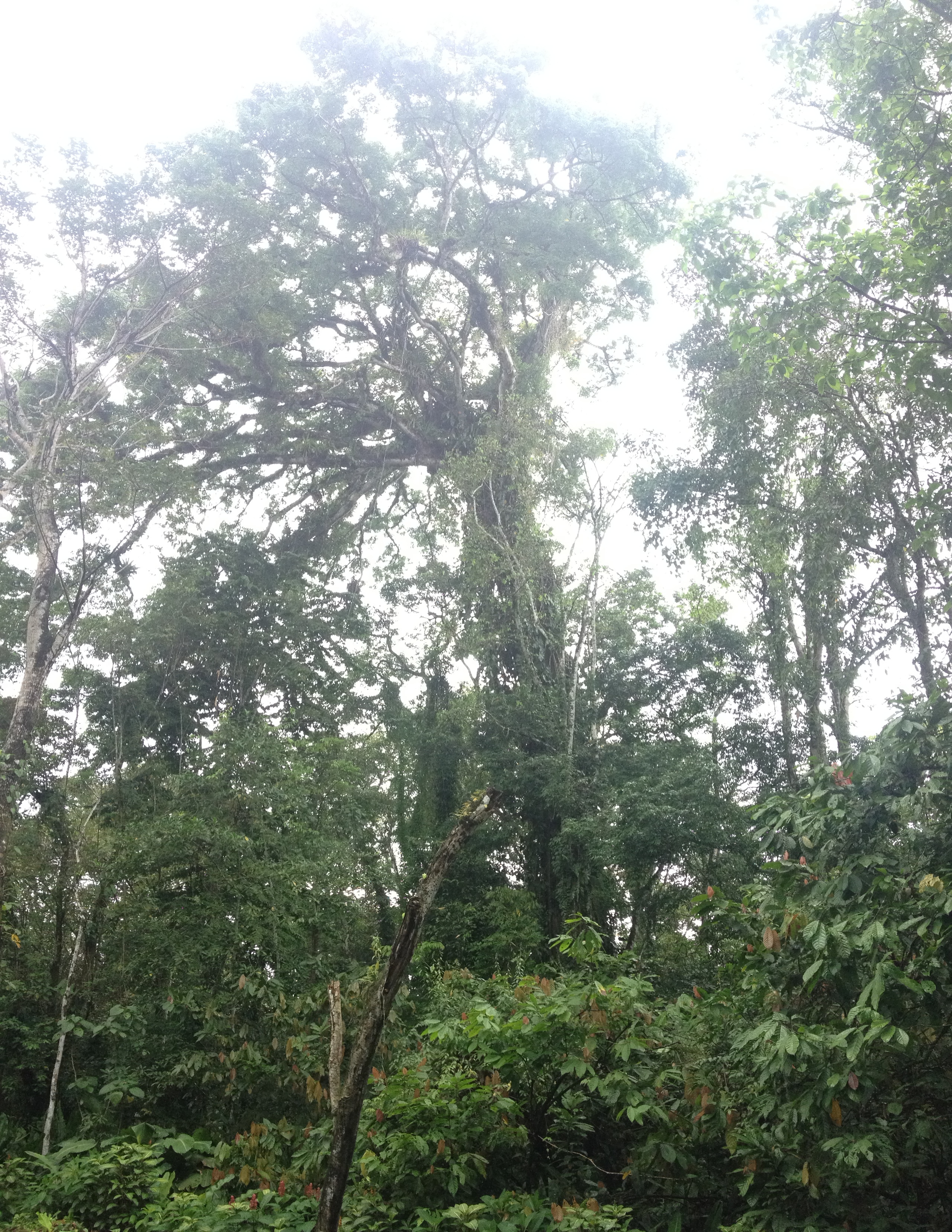 照片 哥斯达黎加(Costa Rica) 塔拉曼卡旧港(Puerto Viejo de Talamanca) 2015-03 86