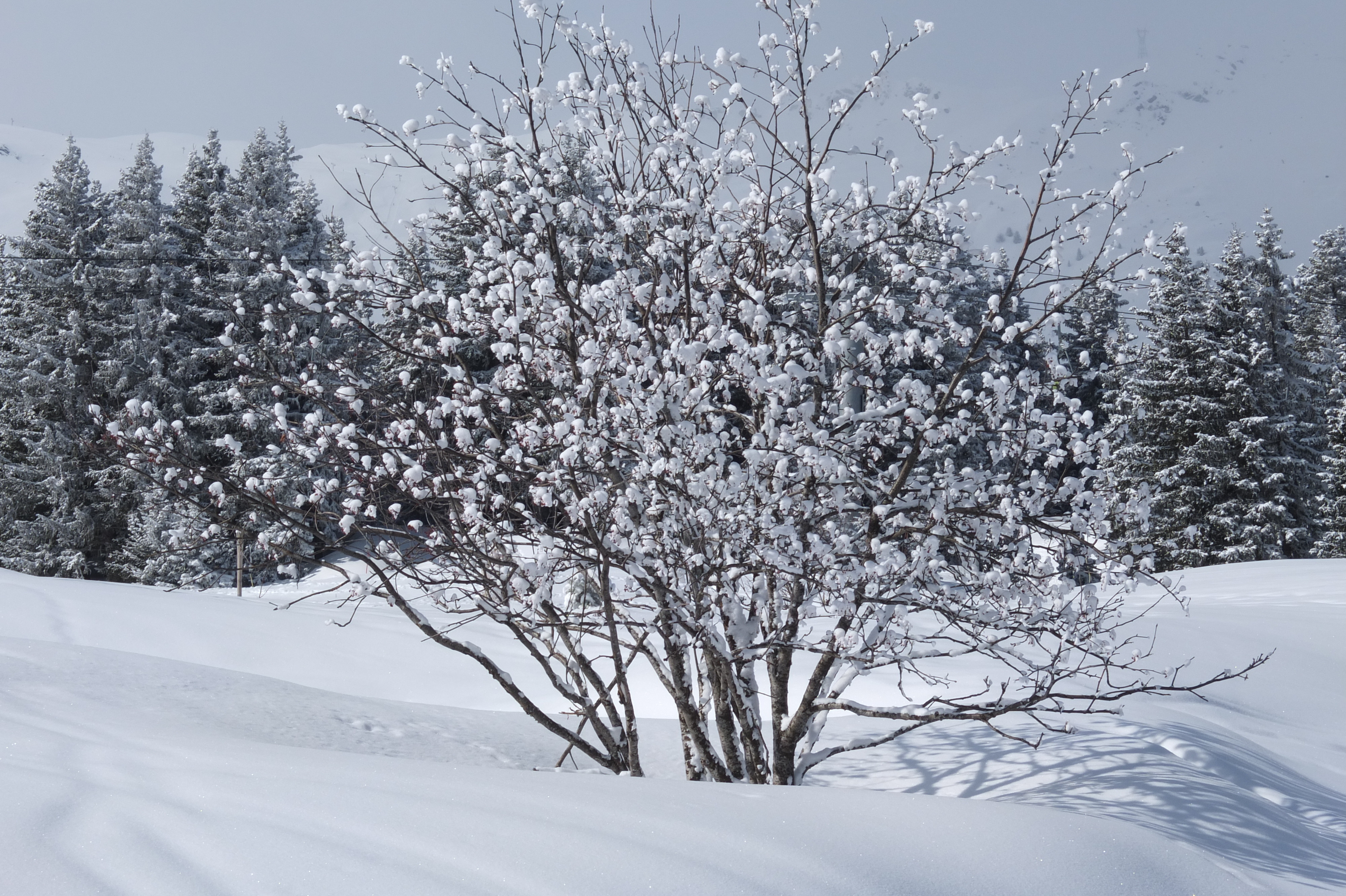 照片 法国(France) 三峡谷滑雪场(Les 3 Vallees) 2013-03 388