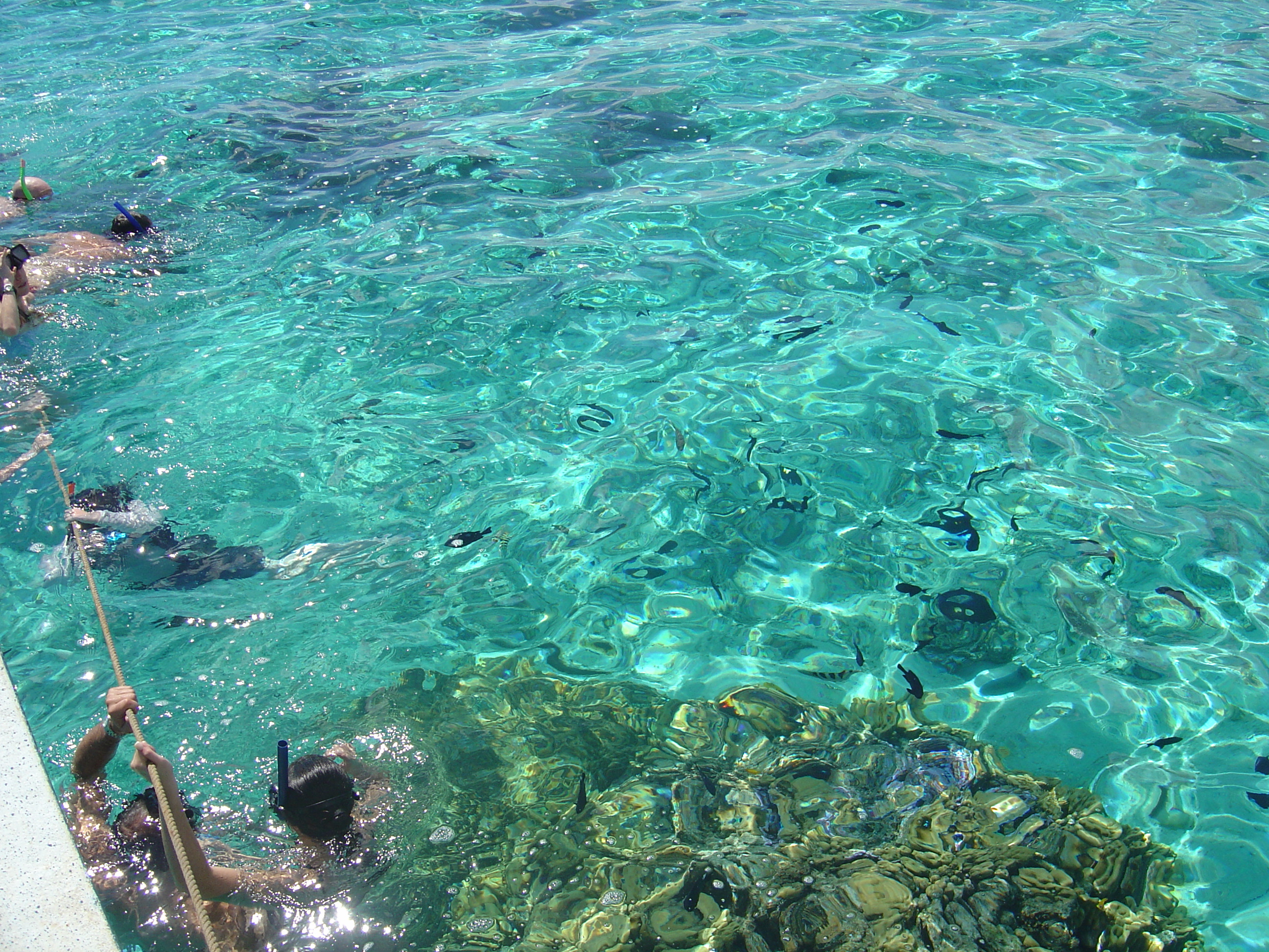 照片 波利尼西亚(Polynesia) 莫雷阿岛(Moorea) 2006-04 109
