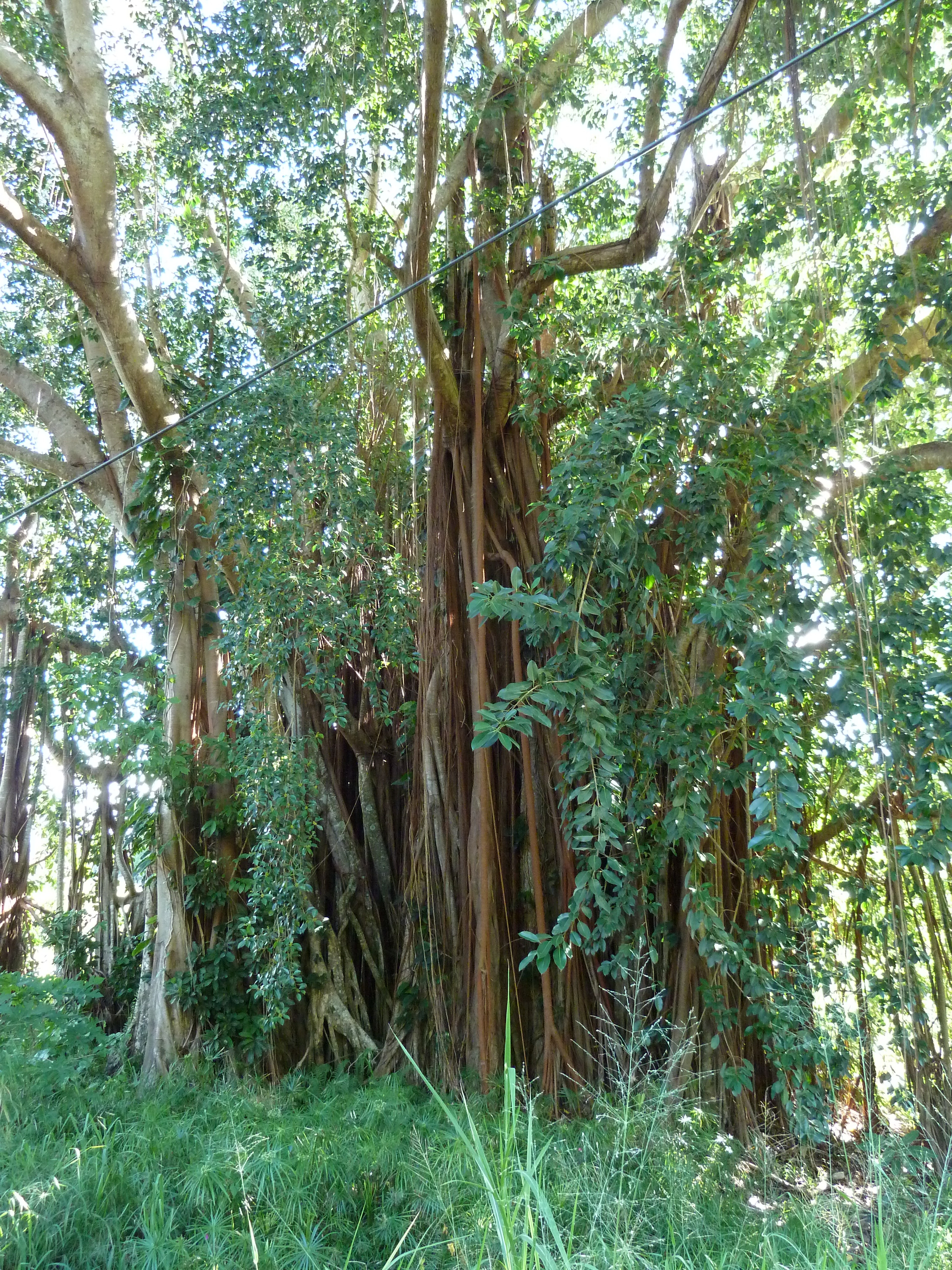 照片 新喀里多尼亚(New Caledonia) 卡纳拉至拉福阿公路(Canala to La Foa road) 2010-05 49