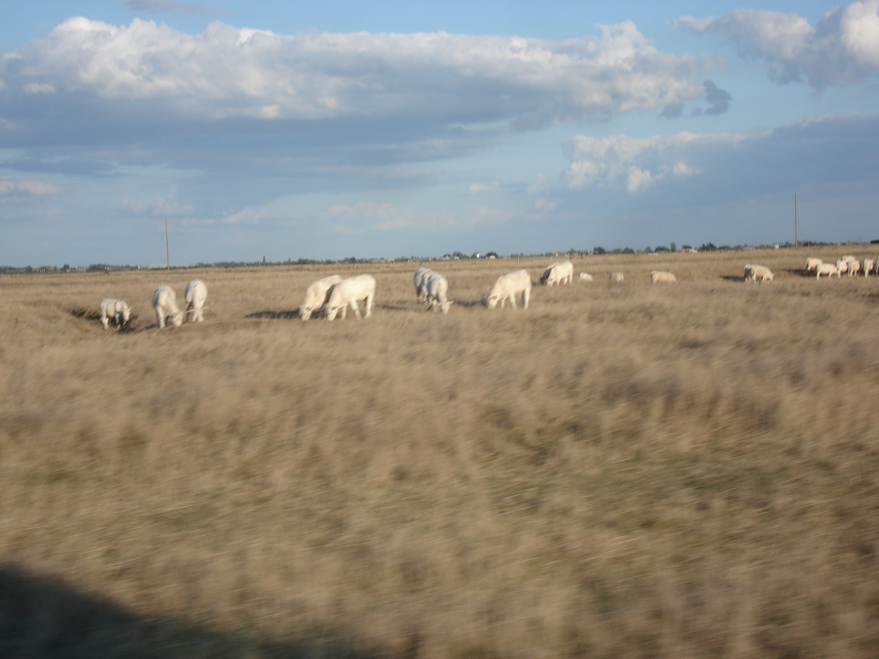 照片 法国(France) 努瓦尔穆捷(Noirmoutier) 2006-08 44